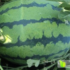 双城地雷瓜西瓜口感好，个头均匀