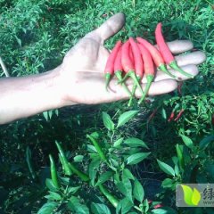 新一代朝天椒辣椒椒型好，色泽艳，香味浓