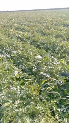 道外永源包国成8月182晨露西瓜