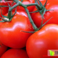 榆社东马王杰8月齐达利西红柿