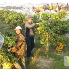 广西昭平沙糖桔细脆、汁多，味甜微酸