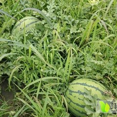 大同花皮无籽西瓜含糖量高，质量好