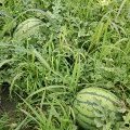 大同花皮无籽西瓜含糖量高，质量好