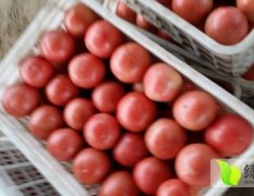 东昌府硬粉西红柿色泽鲜艳、光亮红润