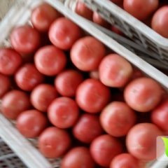 东昌府硬粉西红柿色泽鲜艳、光亮红润