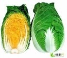 沽源韩国黄心白菜品质优良、耐储藏，无污染