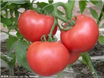 山东东昌府硬粉西红柿肉质致密、口感好