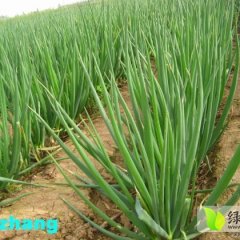 曹县马山铁杆大葱微露清甜，葱白很大