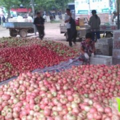 聊城西红柿大量上市，欢迎客商前来选购