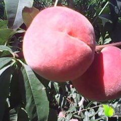 西妃桃蜜桃耐储藏、个大，色红，口感甜