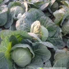 青州甘蓝量大，质优，营养丰富