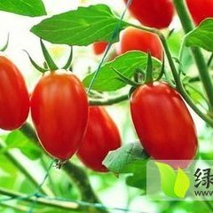 枣强圣女果色泽好，口感佳，果型美