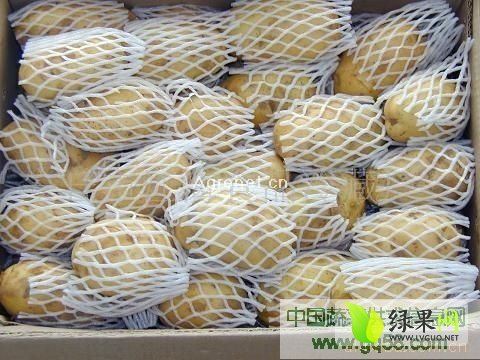2014年山东肥城荷兰十五价格