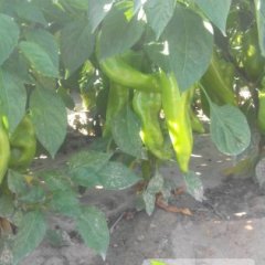 2014敖汉旗辣椒值得出手