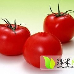 睢阳娄店朱威威7月夏宝西红柿