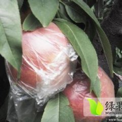 陕西大荔超越桃蜜桃价格行情平稳
