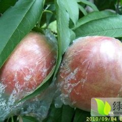 大荔平民党师傅8月秦王桃蜜桃