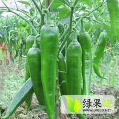 凌海右卫辣椒大量上市了