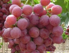 陕西万亩红提葡萄已成熟，品种齐全