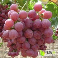 陕西万亩红提葡萄已成熟，品种齐全