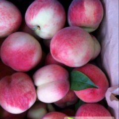 大荔蜜桃口颜色艳硬度好含糖量高