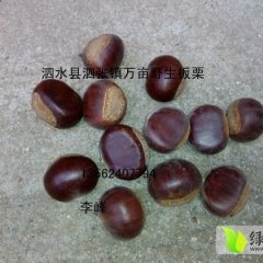 泗水板栗9月10-15开始大量上市，欢迎订购