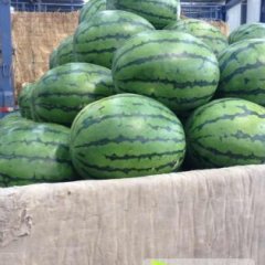 2014翁牛特旗西瓜钱多人傻速来抢购