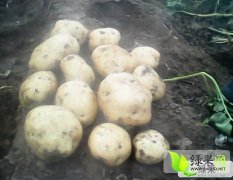 围场土豆，型好，个大，价实，随时参观考察