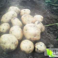 围场土豆，型好，个大，价实，随时参观考察