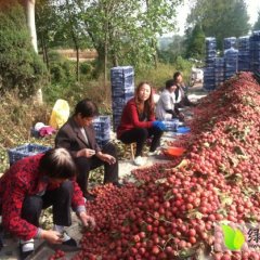 山西绛县山楂果大量上市 绿色无污染无公害