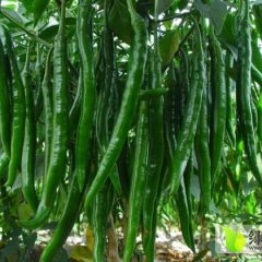 山东费县薛庄镇现大量辣椒上市 品质色泽好