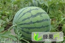 我处有大量的优质西瓜上市 欢迎采购
