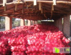 大量供应吉林省农安县大红袍萝卜 质量好货源充