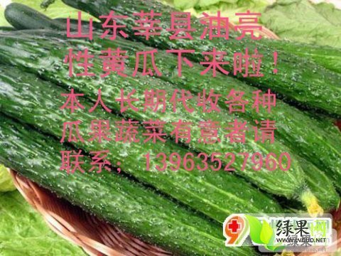 2014年山东莘县德瑞特721黄瓜价格