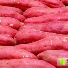 河南通许大量供应商薯19红薯0.7元。