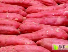 河南通许大量供应商薯19红薯0.7元。