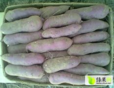 万亩红薯基地商薯19、里外红、紫薯、