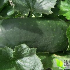 河南通许子弹头黑皮冬瓜价格适宜