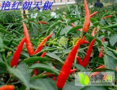 本人种植50亩艳红辣椒，椒型美观，颜色艳丽