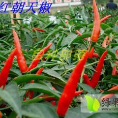 本人种植50亩艳红辣椒，椒型美观，颜色艳丽