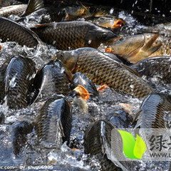 大面积养殖鲤鱼平均3斤以上 欢迎考察选购