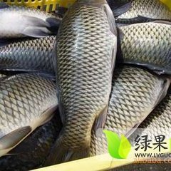 陕西大荔草鱼水产逐渐升温