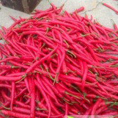 大量供应红辣椒 辣椒酱上等原料