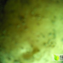 我处有土豆将近20万斤 欢迎考察选购