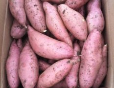 雄县红薯价格合理 保质保量 欢迎来考察