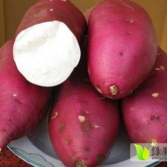 山东邹城红薯品种繁多 淀粉含量高 口感香