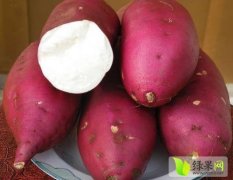 山东邹城红薯品种繁多 淀粉含量高 口感香