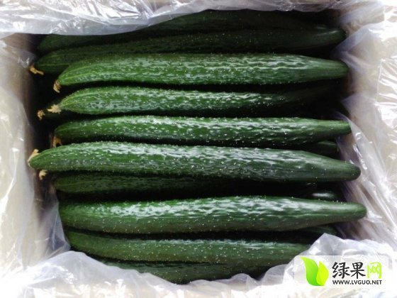 2014年山东莘县德瑞特721黄瓜价格