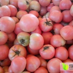 东昌府沙镇王梅敬6月硬粉西红柿