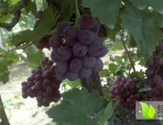 冀州葡萄现已大量成熟 保质保量